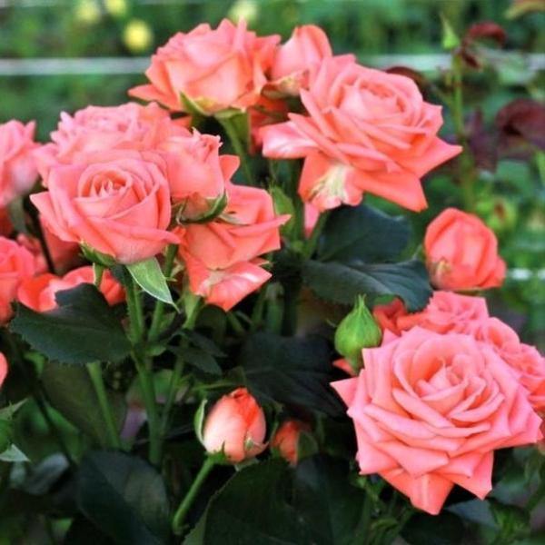 BARBADOS ® - Butasi trandafiri de gradina - Trandafiri cu flori grupate (floribunda)