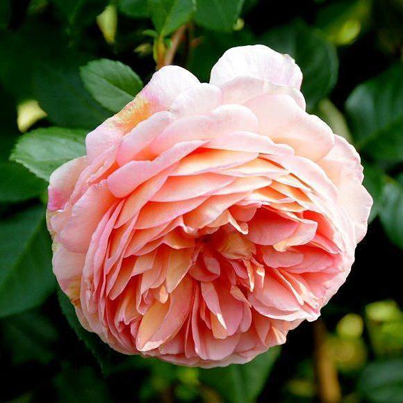 BELLE ROMANTICA ® - Butasi trandafiri de gradina - Trandafir teahibrid creat in Franta de Meilland Richardier