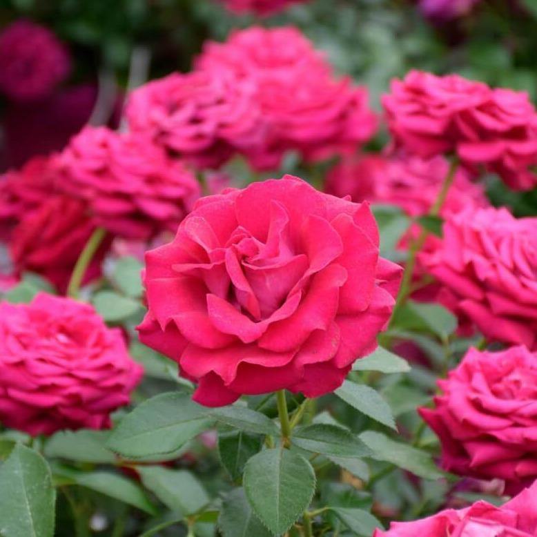 BELLES RIVES ® - Butasi trandafiri de gradina - Trandafir teahibrid creat in Franta de Meilland Richardier