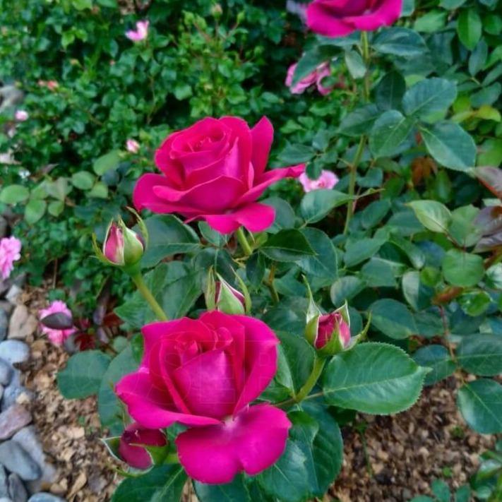 BELLES RIVES ® - Butasi trandafiri de gradina - Trandafir teahibrid creat in Franta de Meilland Richardier