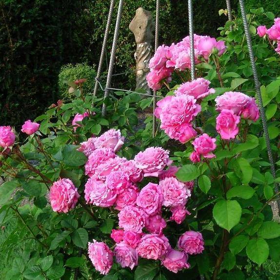 BIENVENUE ® - Butasi trandafiri de gradina - Trandafir urcator / catarator creat in Franta de Delbard