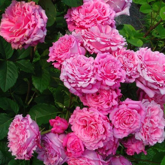 BIENVENUE ® - Butasi trandafiri de gradina - Trandafir urcator / catarator creat in Franta de Delbard