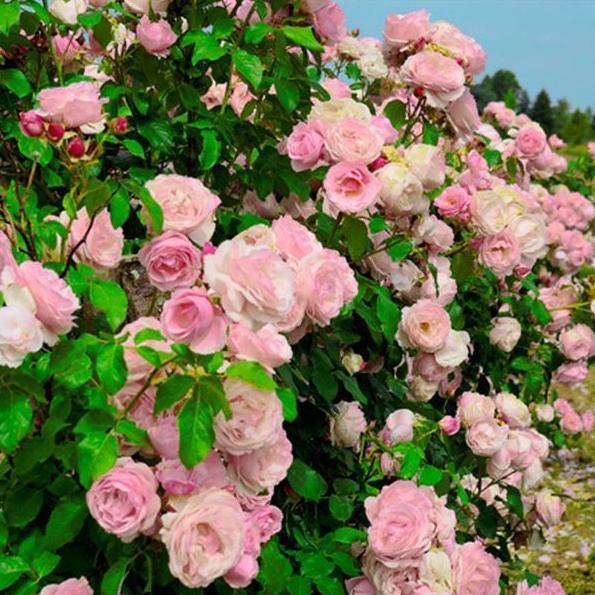 BILLET DOUX ® - Butasi trandafiri de gradina - Trandafir urcator / catarator creat in Franta de Delbard