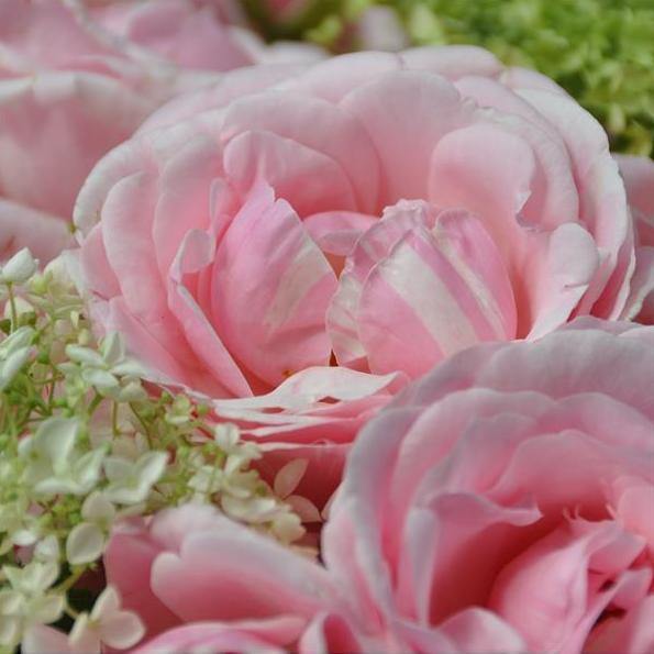 BILLET DOUX ® - Butasi trandafiri de gradina - Trandafir urcator / catarator creat in Franta de Delbard