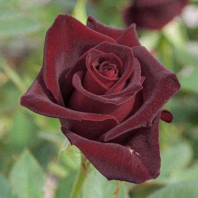 BLACK PERFUMELLA ®' - trandafir cu flori mari ( teahibrid ) creat in Franta de Meilland Richardier - Famous Roses
