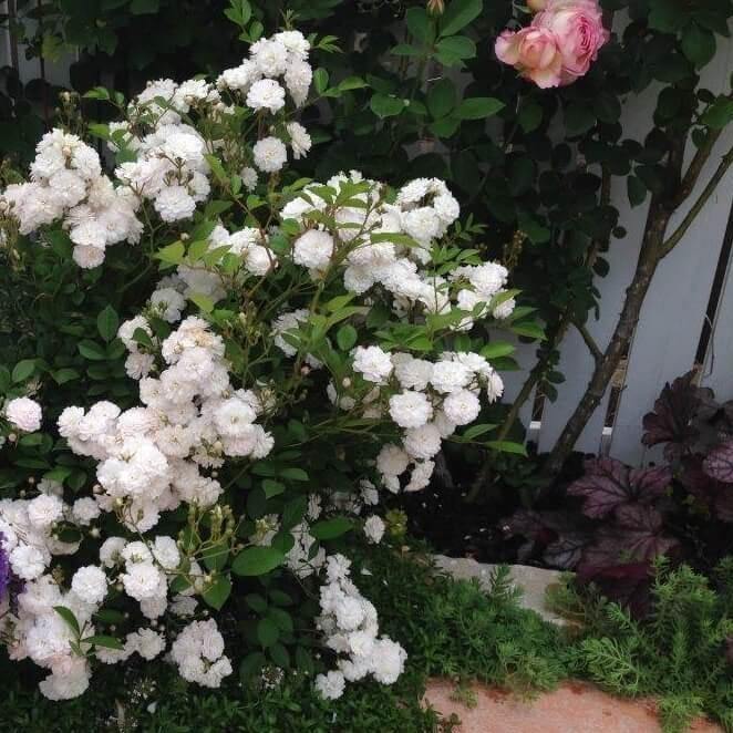 BLANCHE CASCADE ®' - Trandafir cu flori grupate (floribunda) creat in Franta de Delbard - Famous Roses
