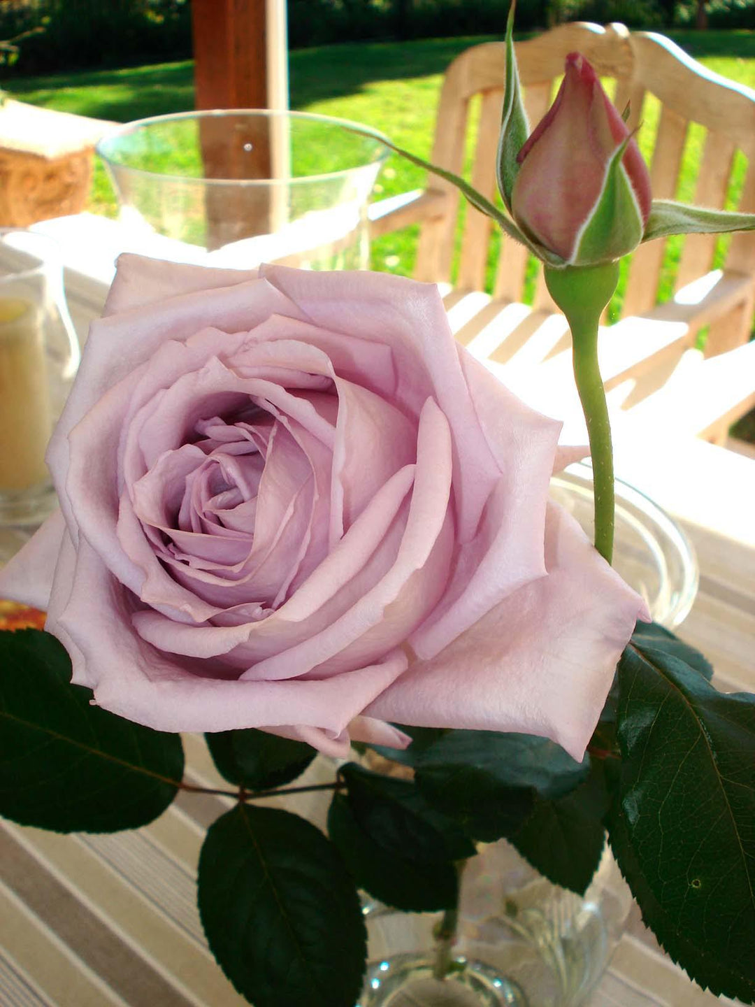BLUE MOON ® - Butasi trandafiri de gradina - Trandafir teahibrid creat in Germania de Tantau