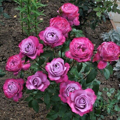 BLUE RIVER ® - Butasi trandafiri de gradina - Trandafir teahibrid creat in Germania de Kordes