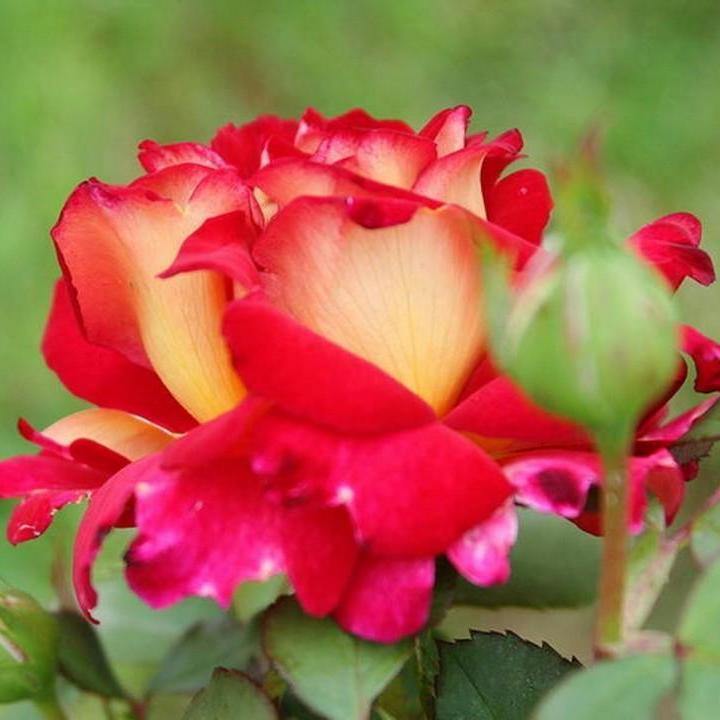 BOLSHOI ® - Butasi trandafiri de gradina - Trandafir teahibrid creat in Franta de Meilland Richardier