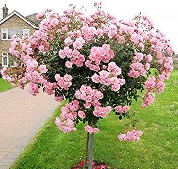 Tige BONICA ® - Butasi trandafiri de gradina - Trandafir pomisor, creat in Franta de Meilland Richardier