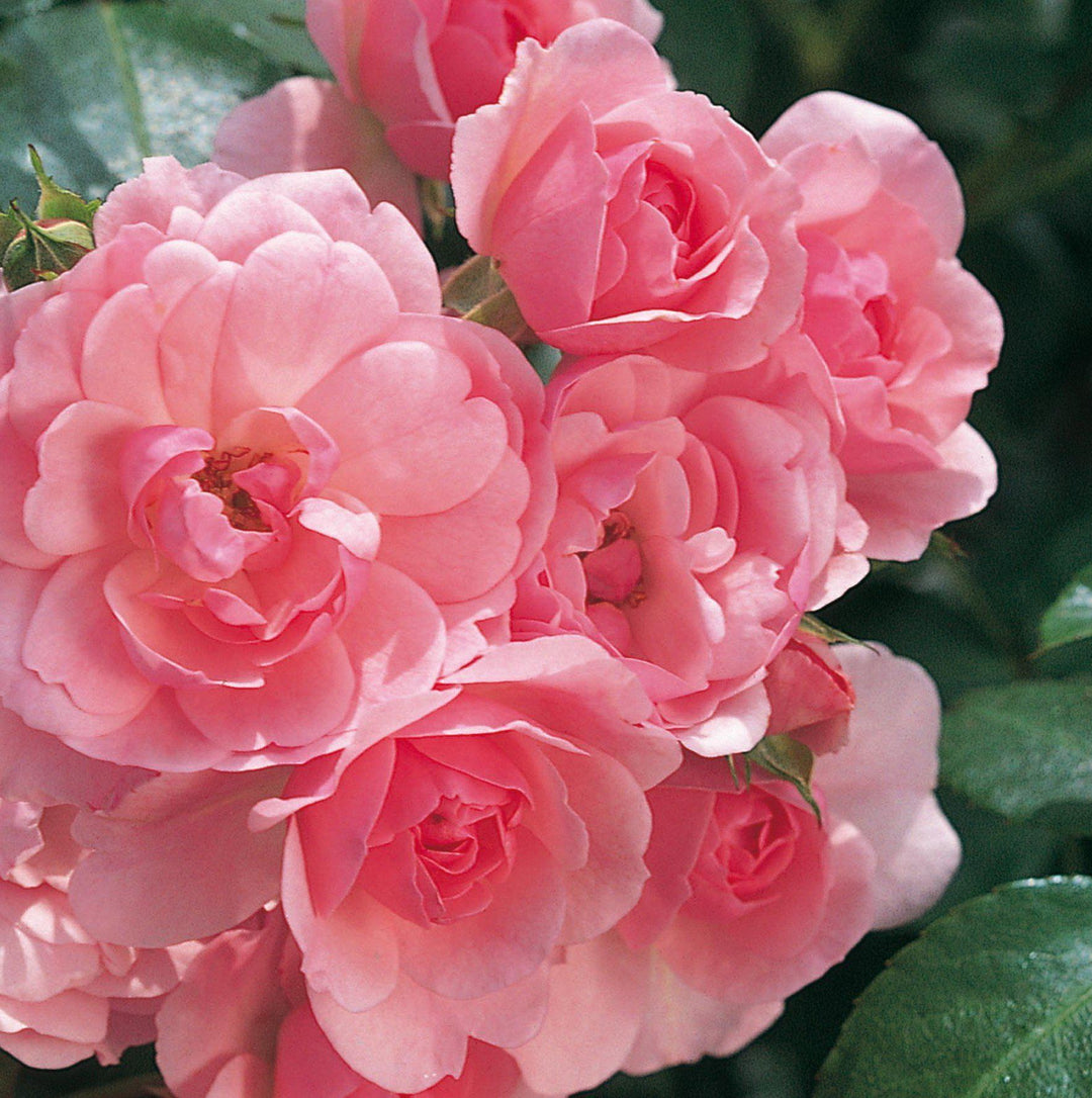 Tige BONICA ® - Butasi trandafiri de gradina - Trandafir pomisor, creat in Franta de Meilland Richardier