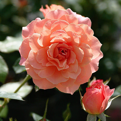 BORDURE ABRICOT ® - Butasi trandafiri de gradina - Trandafir cu flori grupate (floribunda) creat in Franta de Delbard