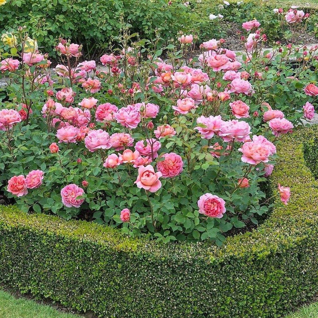 BOSCOBEL ® - Butasi trandafiri de gradina - Trandafir floribunda creat in Anglia de David Austin