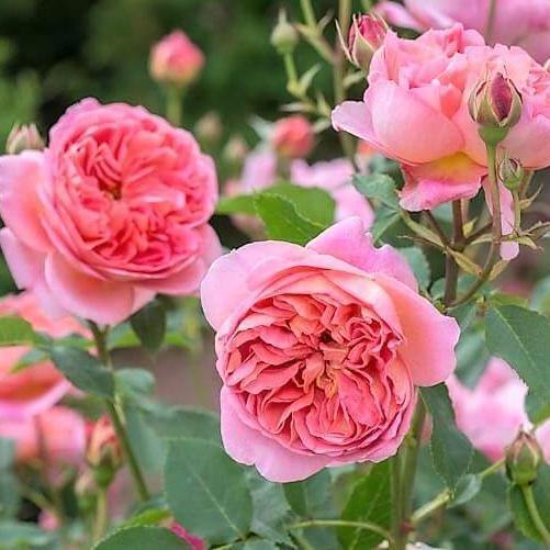 BOSCOBEL ® - Butasi trandafiri de gradina - Trandafir floribunda creat in Anglia de David Austin