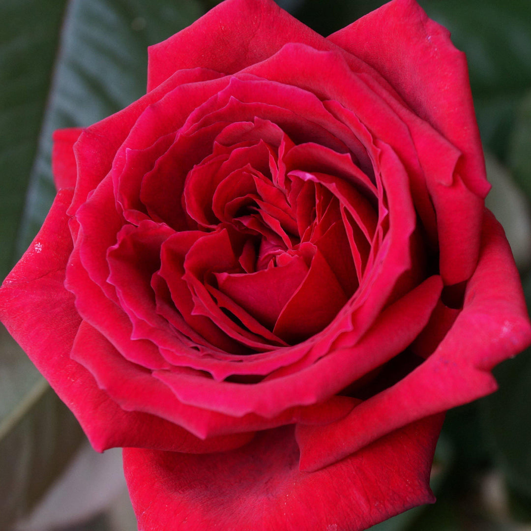 Gpt. BOTERO ® - Butasi trandafiri de gradina - Trandafir urcator / catarator creat in Franta de Meilland Richardier