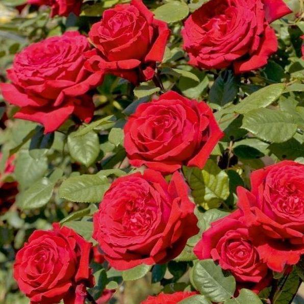 Gpt. BOTERO ® - Butasi trandafiri de gradina - Trandafir urcator / catarator creat in Franta de Meilland Richardier