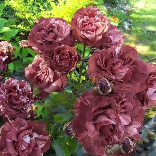 BROWNIE ® - Butasi trandafiri de gradina - Trandafir urcator / catarator creat in Franta de Meilland Richardier