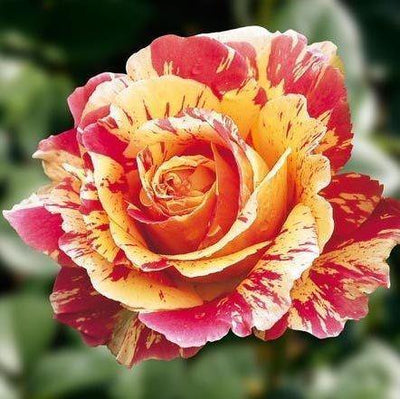CAMILLE PISSARRO ® - Butasi trandafiri de gradina - Trandafir cu flori grupate (floribunda) creat in Franta de Delbard