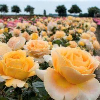 CANDLELIGHT ® - Butasi trandafiri de gradina - Trandafir teahibrid creat in Germania de Tantau