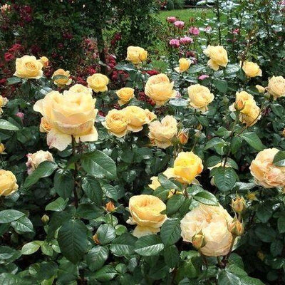CANDLELIGHT ® - Butasi trandafiri de gradina - Trandafir teahibrid creat in Germania de Tantau