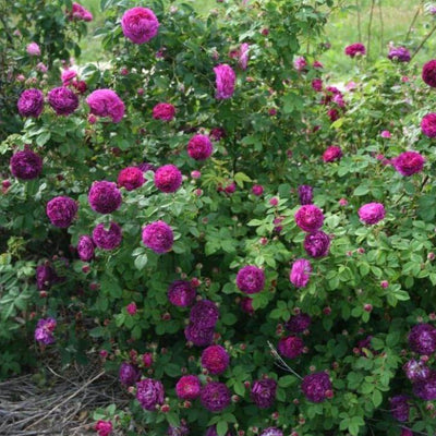 CARDINAL DE RICHELIEU ®' - Trandafiri cu flori grupate (floribunda) - Famous Roses