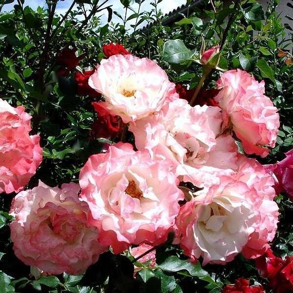 CARMAGNOLE ® - Butasi trandafiri de gradina - FamousRoses.eu