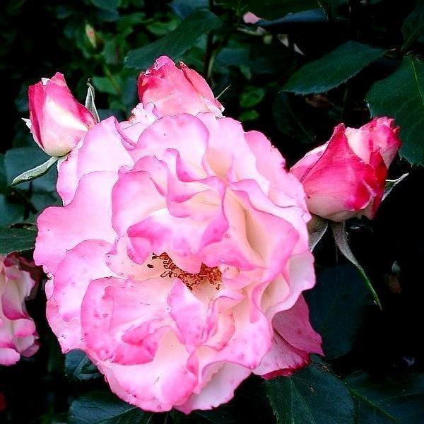 CARMAGNOLE ® - Butasi trandafiri de gradina - FamousRoses.eu