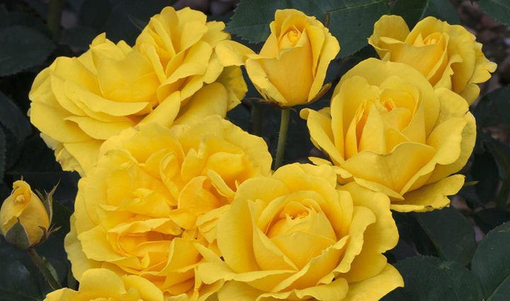 CARTE D’OR ® - Butasi trandafiri de gradina - Trandafir floribunda creat in Franta de Meilland Richardier