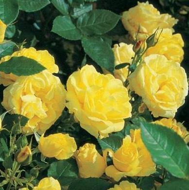 CARTE D’OR ® - Butasi trandafiri de gradina - Trandafir floribunda creat in Franta de Meilland Richardier
