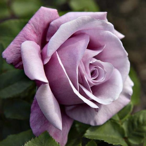 CHARLES DE GAULLE ® - Butasi trandafiri de gradina - Trandafir teahibrid creat in Franta de Meilland Richardier