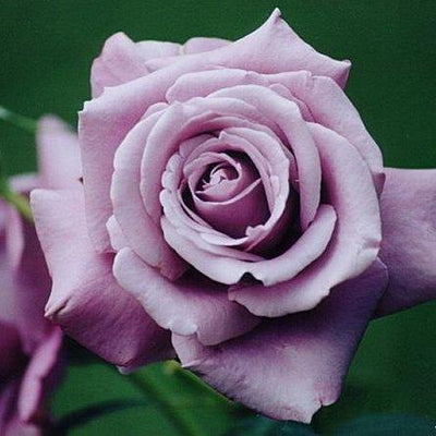 CHARLES DE GAULLE ® - Butasi trandafiri de gradina - Trandafir teahibrid creat in Franta de Meilland Richardier