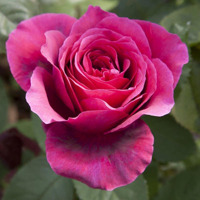 CHARLOTTE RAMPLING ® - Butasi trandafiri de gradina - FamousRoses.eu