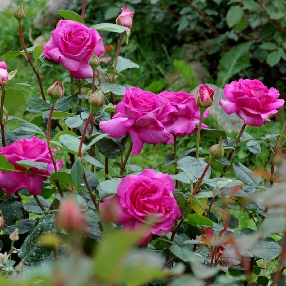 CHARTREUSE DE PARME ® - Butasi trandafiri de gradina - Trandafir teahibrid creat in Franta de Delbard