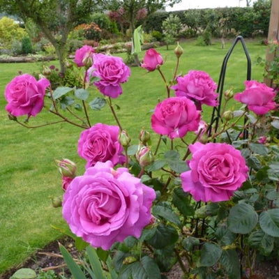 CHARTREUSE DE PARME ® - Butasi trandafiri de gradina - Trandafir teahibrid creat in Franta de Delbard