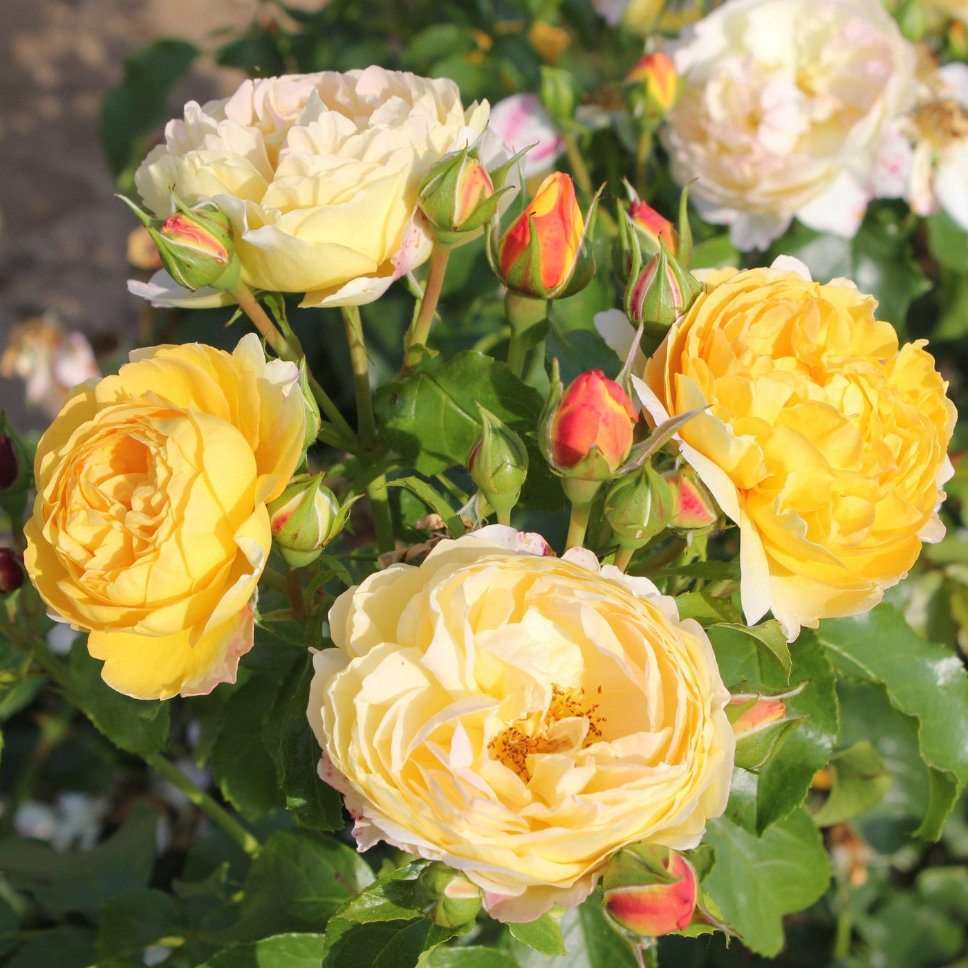 CHATEAU DE CHEVERNY ® - Butasi trandafiri de gradina - Trandafir cu flori grupate (floribunda) creat in Franta de Delbard