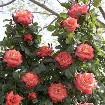 CHRISTOPHE COLOMB ® - Butasi trandafiri de gradina - Trandafir urcator / catarator creat in Franta de Meilland Richardier