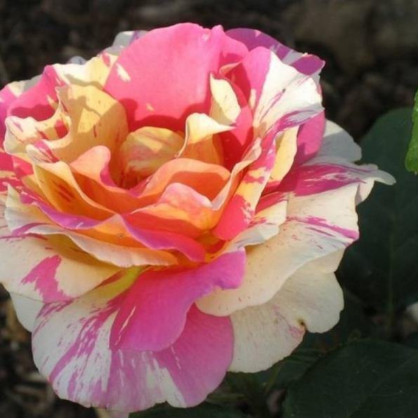 CLAUDE MONET ® - Butasi trandafiri de gradina - Trandafir teahibrid creat in Franta de Delbard