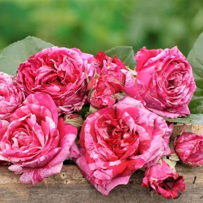 CRAZY FASHION ® - Butasi trandafiri de gradina - FamousRoses.eu