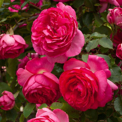 CYCLAMEN EDEN ROSE ® - Butasi trandafiri de gradina - Trandafir urcator / catarator creat in Franta de Meilland Richardier