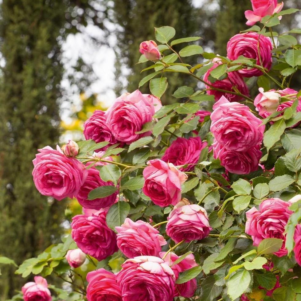 CYCLAMEN EDEN ROSE ® - Butasi trandafiri de gradina - Trandafir urcator / catarator creat in Franta de Meilland Richardier