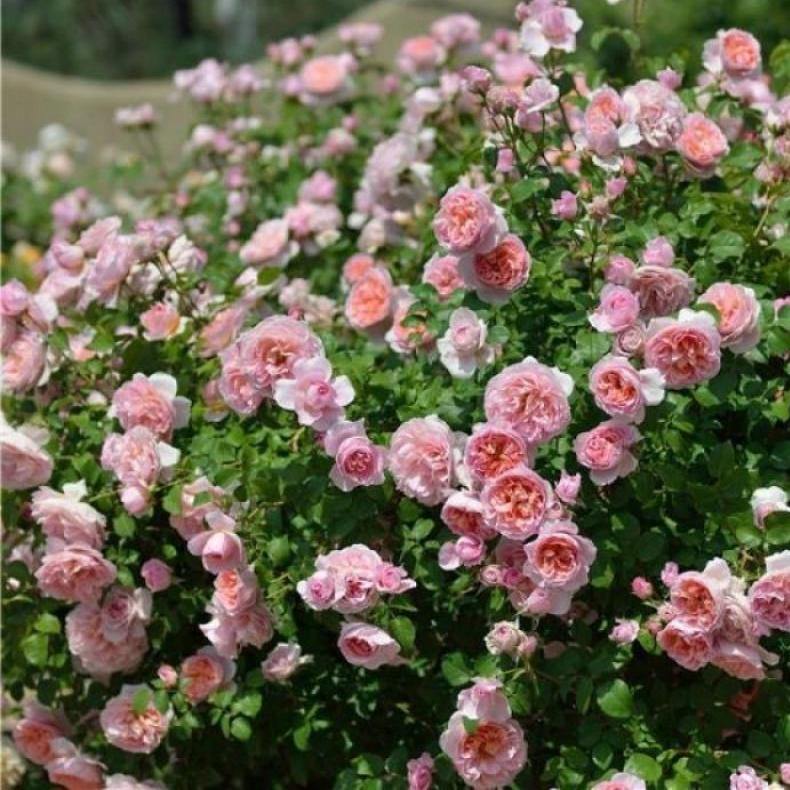 DAMES DE CHENONCEAU ® - Butasi trandafiri de gradina - Trandafir cu flori grupate (floribunda) creat in Franta de Delbard