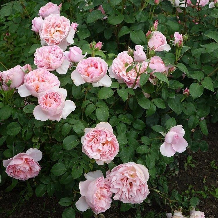 DAMES DE CHENONCEAU ® - Butasi trandafiri de gradina - Trandafir cu flori grupate (floribunda) creat in Franta de Delbard