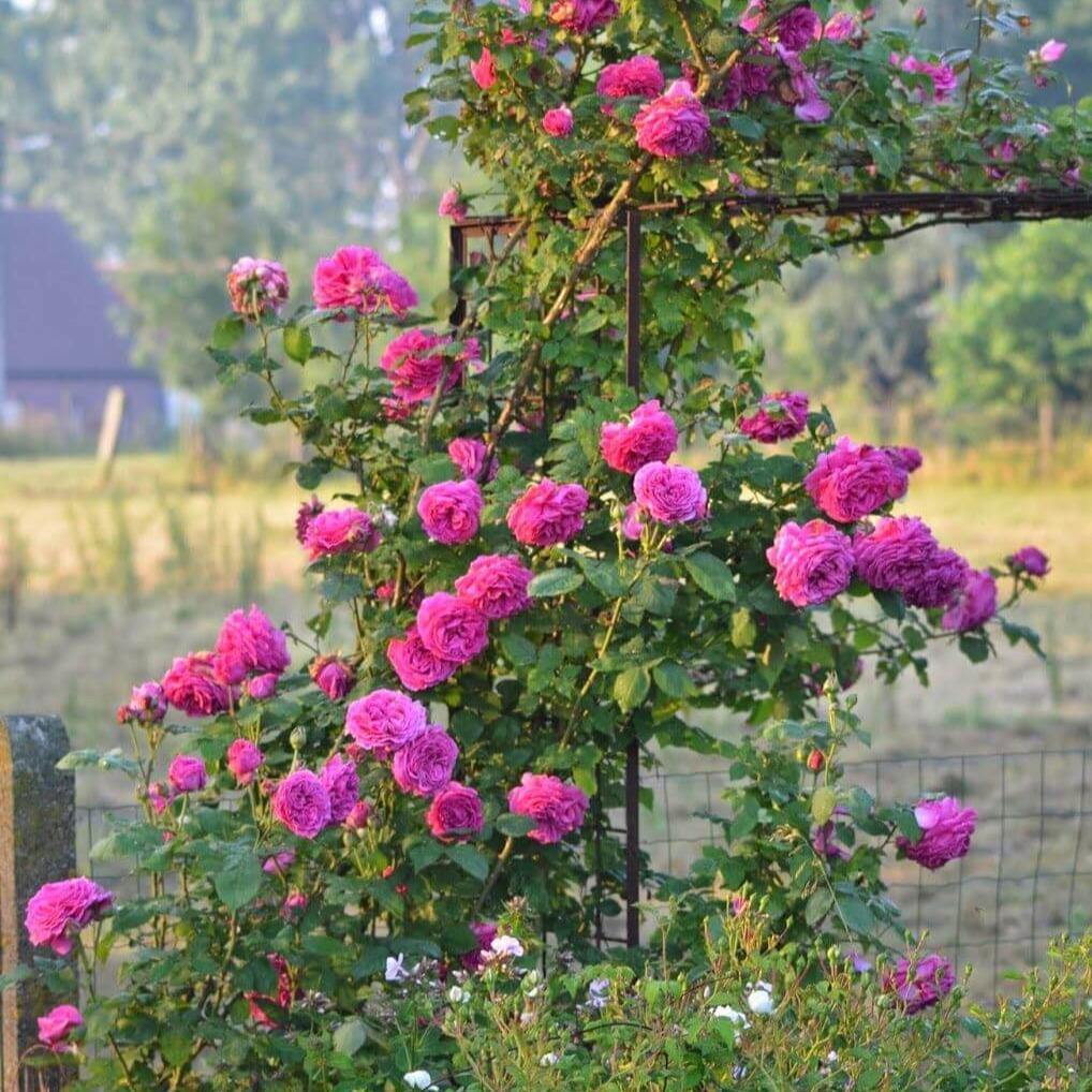 MADAME ISAAC PEREIRE ®' - Trandafir urcator / catarator creat in Anglia de David Austin - Famous Roses