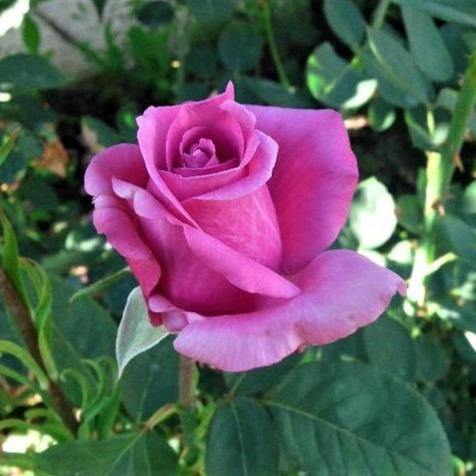 DOAMNA IN MOV ® - Butasi trandafiri de gradina - Trandafir teahibrid creat in Romania de Stefan Wagner