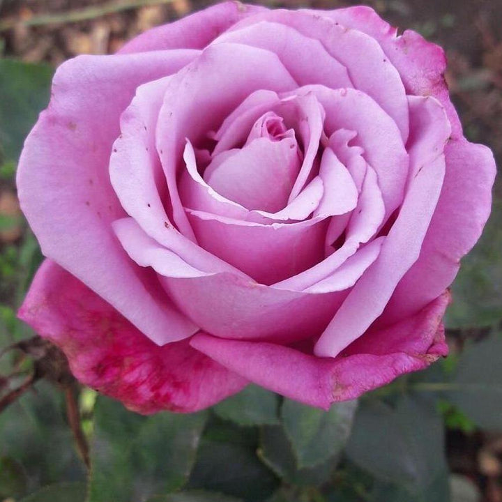 DOAMNA IN MOV ® - Butasi trandafiri de gradina - Trandafir teahibrid creat in Romania de Stefan Wagner