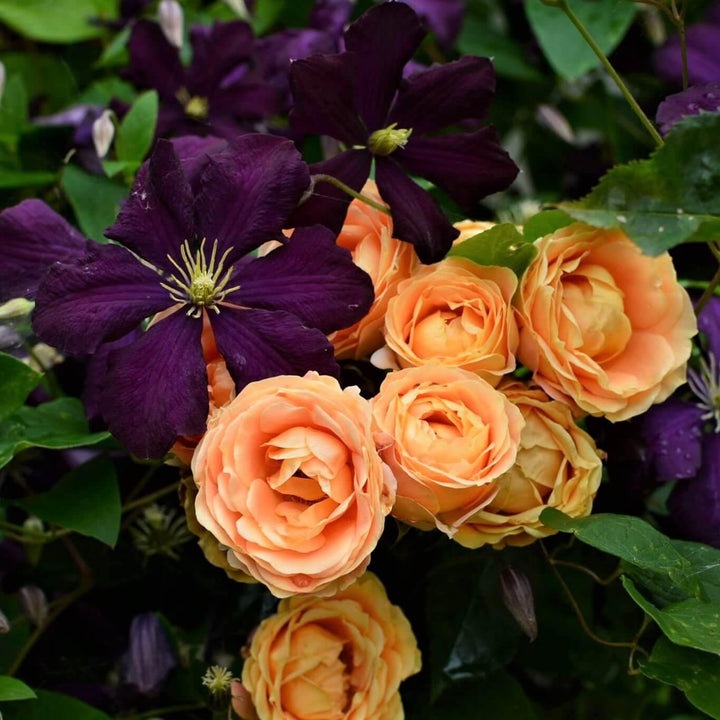 DOLCE VITA ® - Butasi trandafiri de gradina - Trandafir cu flori grupate (floribunda) creat in Franta de Delbard