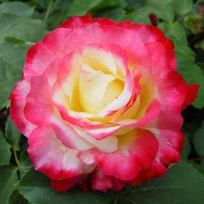 DOUBLE DELIGHT ® - Butasi trandafiri de gradina - Trandafir cu flori mari ( teahibrid )