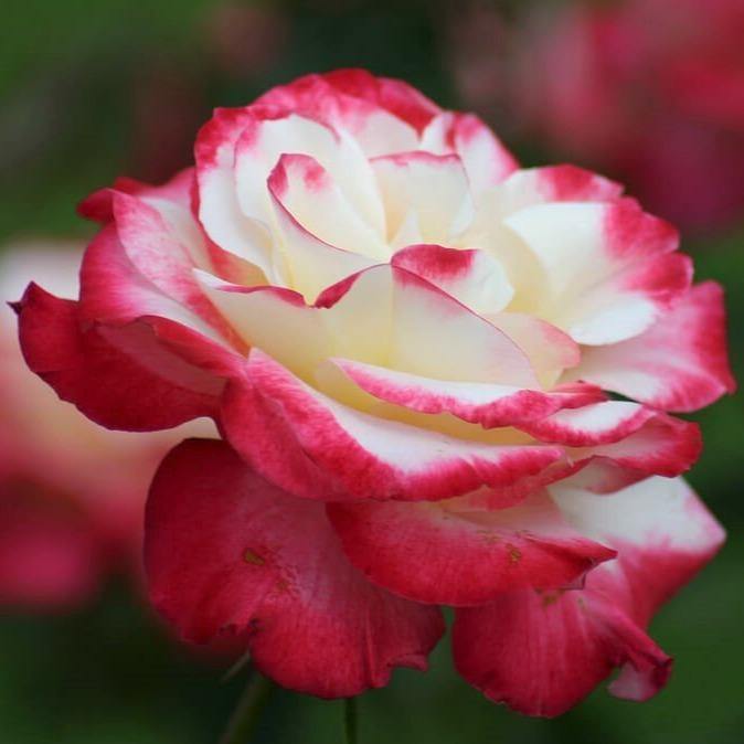 DOUBLE DELIGHT ® - Butasi trandafiri de gradina - Trandafir cu flori mari ( teahibrid )