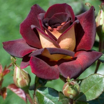 EDDY MITCHELL ® - Butasi trandafiri de gradina - Trandafir teahibrid creat in Franta de Meilland Richardier