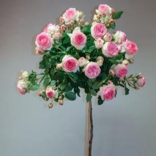 Tige EDEN ROSE 85 ®' - FamousRoses.eu - Famous Roses